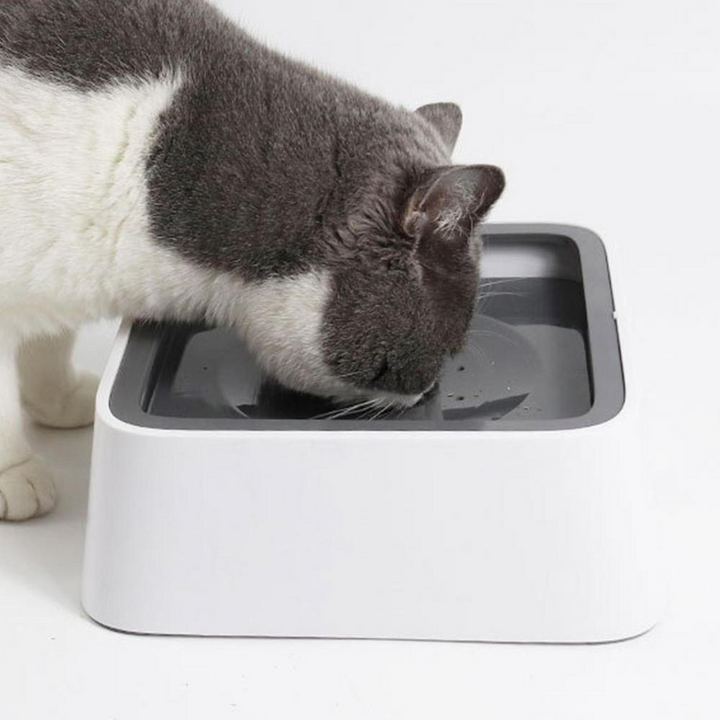 Katt som dricker ur en stor och praktisk vattenskål för husdjur