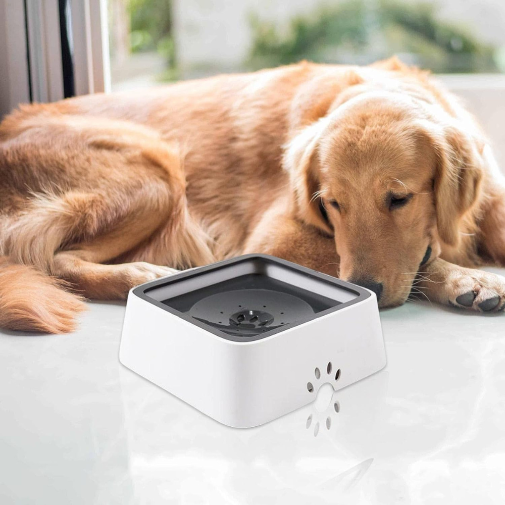 Golden retriever vilar bredvid en spillfri vattenskål för husdjur