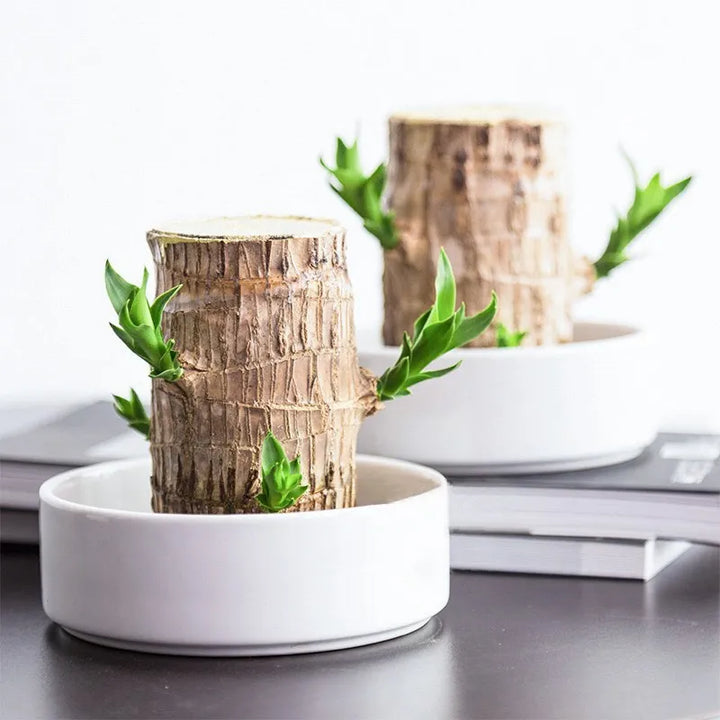 Terrarium Lyckligt Trä