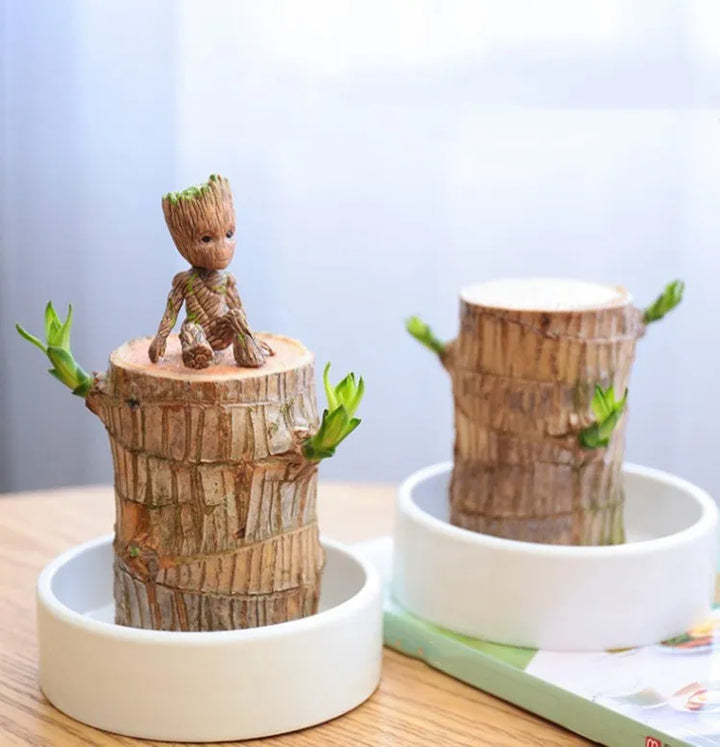 Terrarium Lyckligt Trä