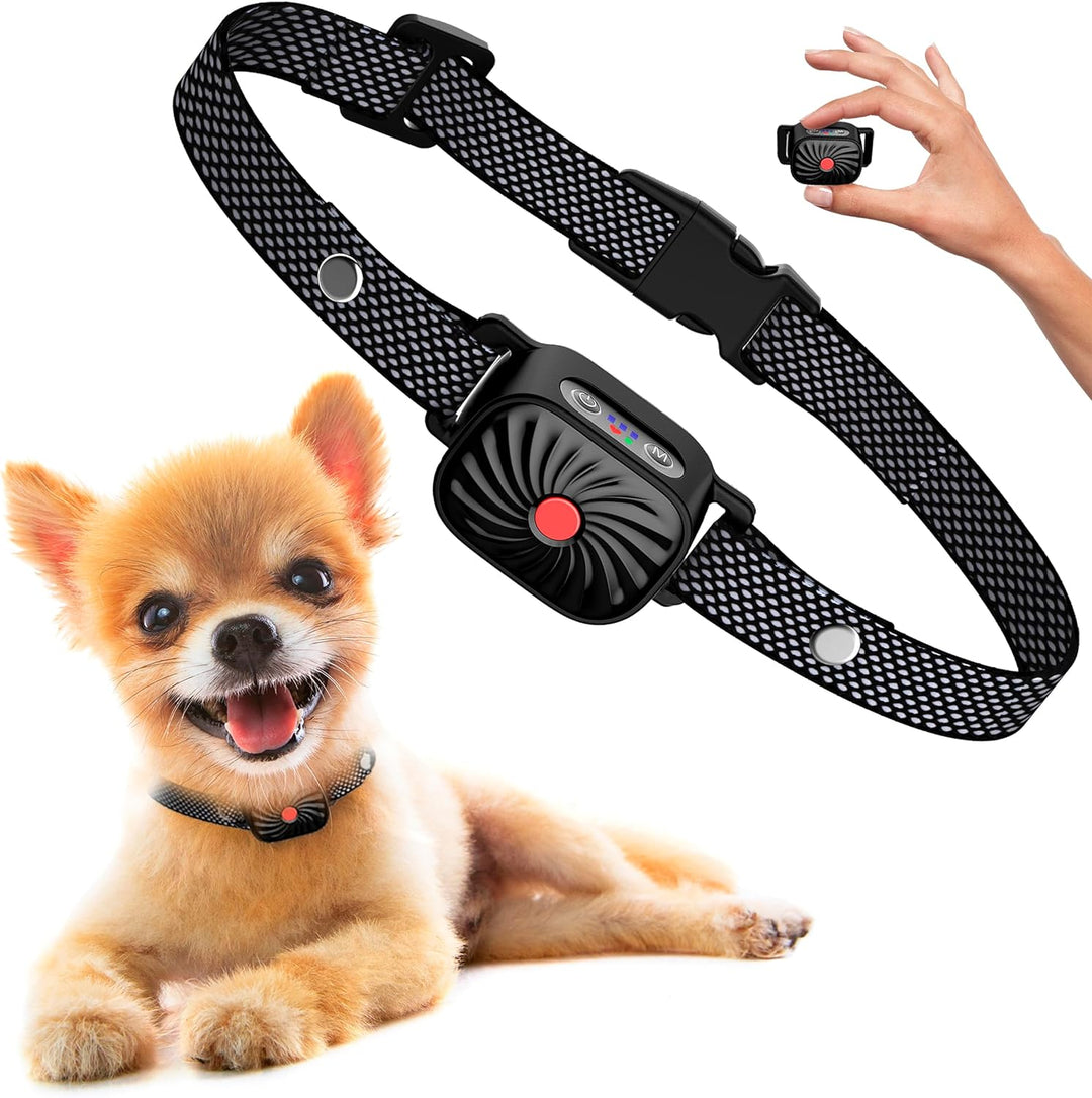 Antibarkhalsband för små hundar med söt chihuahua