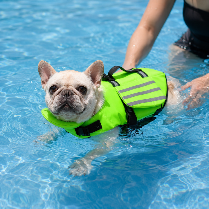 Fransk bulldog som bär reflekterande hundflytväst i poolen