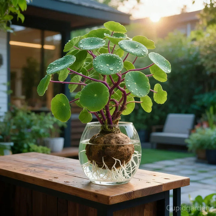 Grön Stephania Erecta bonsai med rund rotknöl utomhus