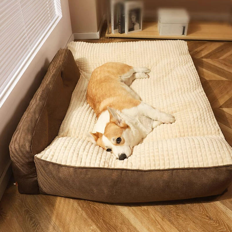 Corgi som vilar bekvämt i en brun ortopedisk hundsäng på trägolv