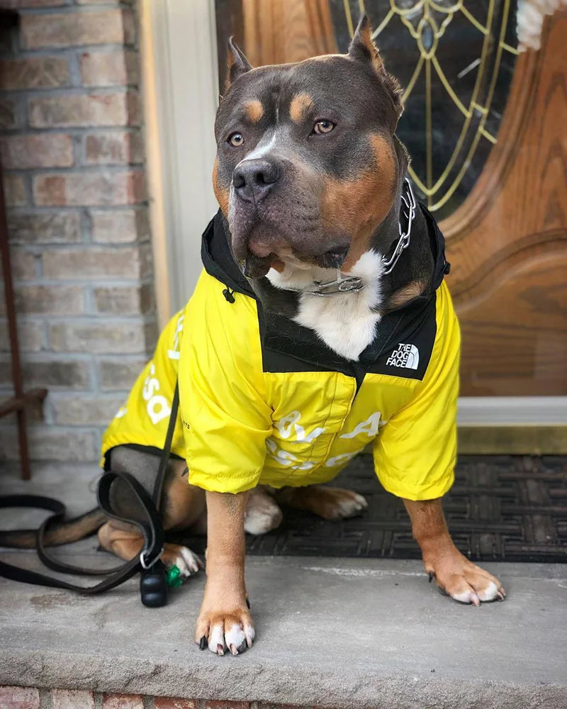 Ståtlig pitbull som sitter utomhus i en gul vattentät hundjacka