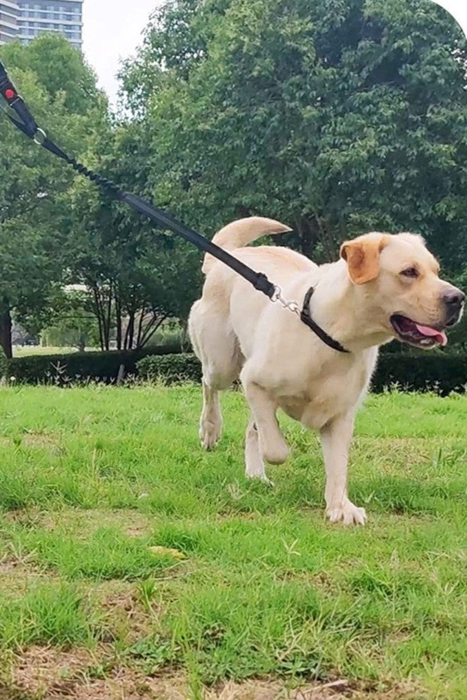Husdjurs Säkerhetsbälte med Nackstödsfäste – Trygga Bilresor för Hund & Katt