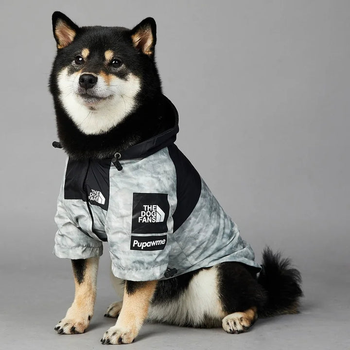 Svart shibainu som bär en stilig grå hundjacka med huva i studion