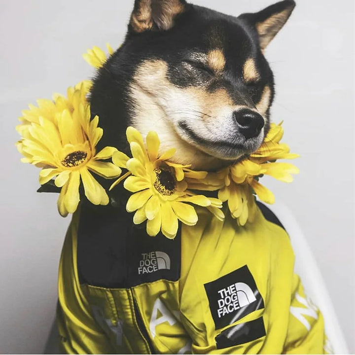 Shibainu som blundar nöjt iklädd gul hundjacka dekorerad med blommor