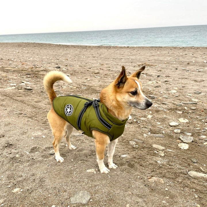 Smidig och säker reflexväst för hund optimerad för mörka promenader