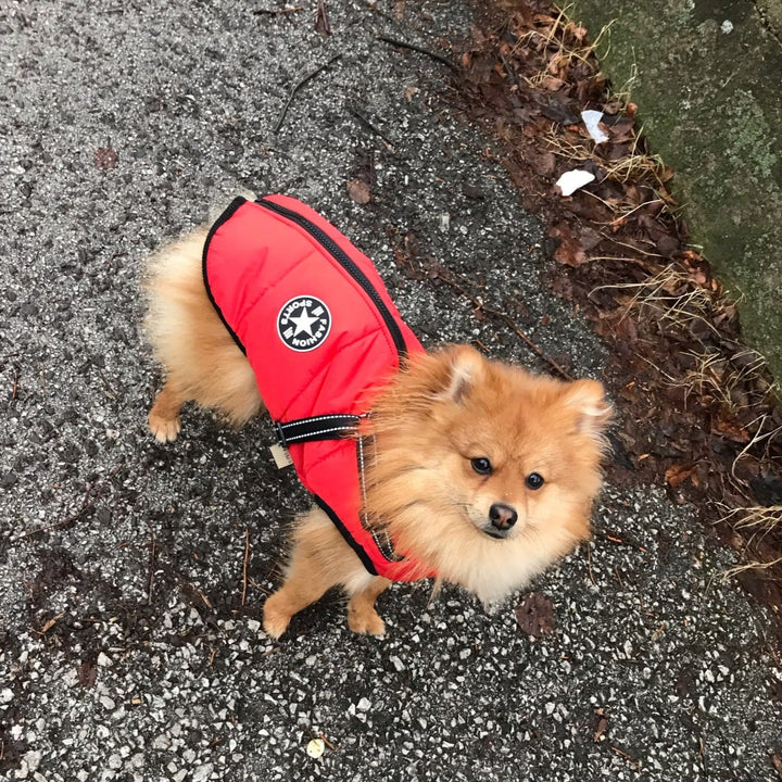 Hundjacka som visar den enkla påklädnaden med dragkedja upptill