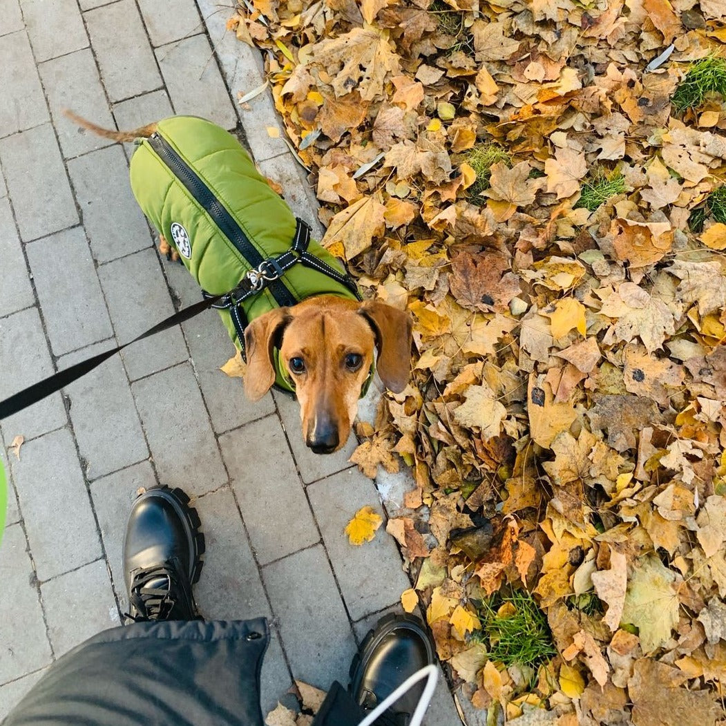 Närbild på robusta D-ringar i metall på den inbyggda hundselen