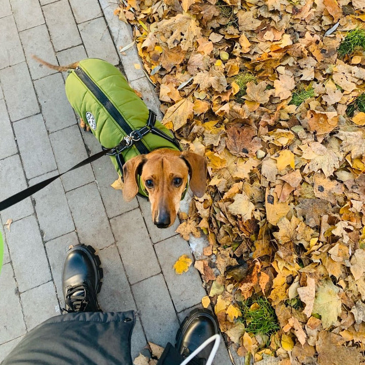 Närbild på robusta D-ringar i metall på den inbyggda hundselen