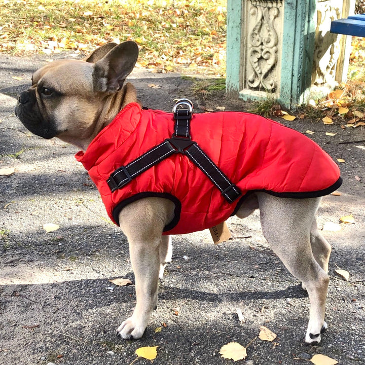 Hund i röd vattentålig hundjacka utomhus
