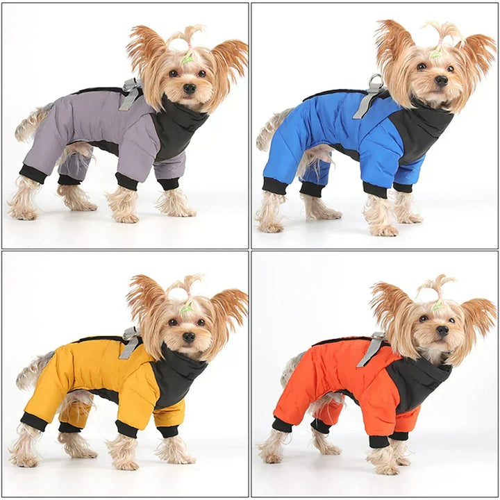 Husdjur i snygga hundkläder som visar den integrerade selen