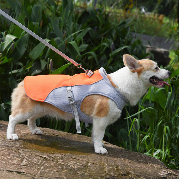 En corgi som bär en orange kylväst under en hundpromenad.