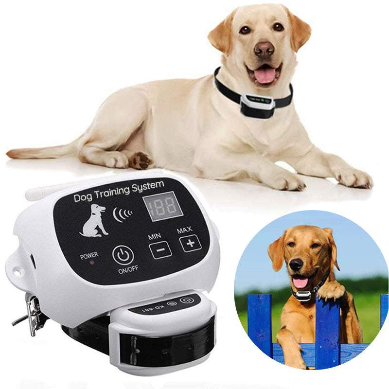 Glad labrador i trädgården med trådlöst hundstaket och sändare