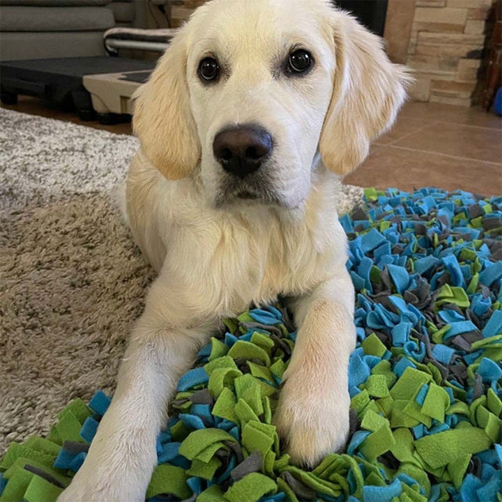 Tålig tuggkudde för hund och valp. Ger lugn och mental stimulans, perfekt för stressreducering.