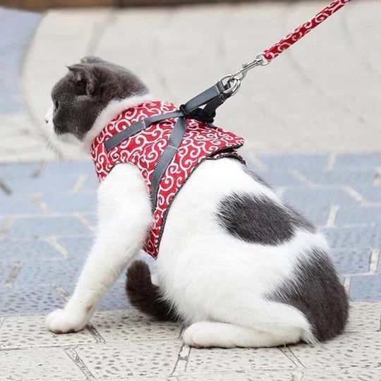 Andningsaktiv blå kattsele med matchande koppel för säkra och bekväma promenader utomhus.
