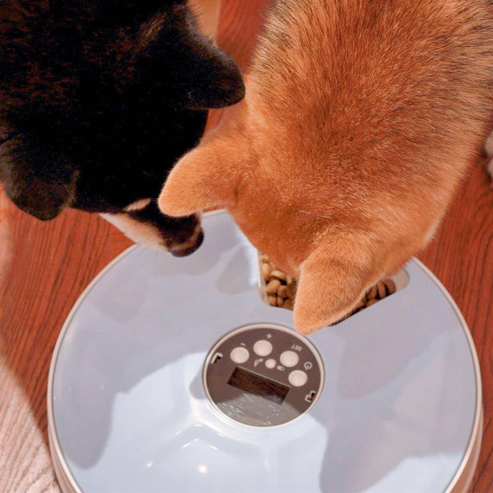 Blå automatisk kattmatare med timer för enkel och regelbunden utfodring av din katt. Perfekt för upptagna kattägare.