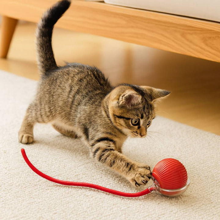 Elektrisk rullbollskattleksak för kattungar och vuxna katter, främjar lek och aktivering för husdjuret.