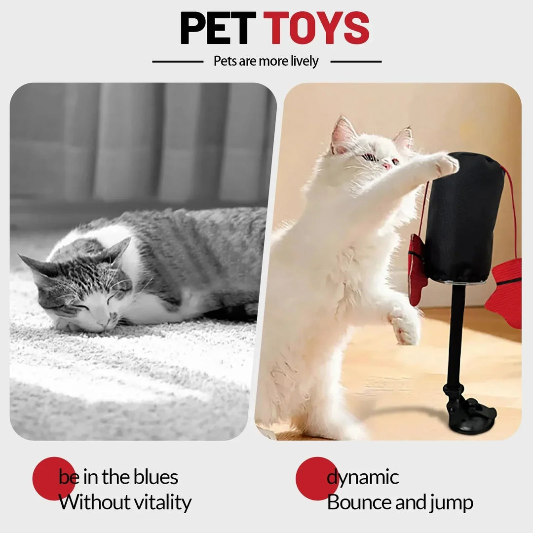 Katt som leker med fjädrande boxboll och sugkopp, kattillbehör