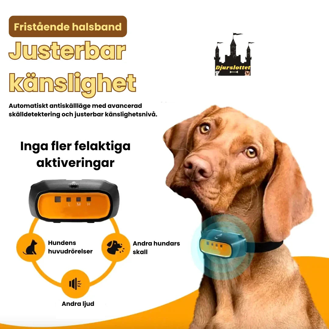 Vattentåligt citronella antiskällhalsband på hund som leker utomhus. Perfekt för aktiv hundträning.