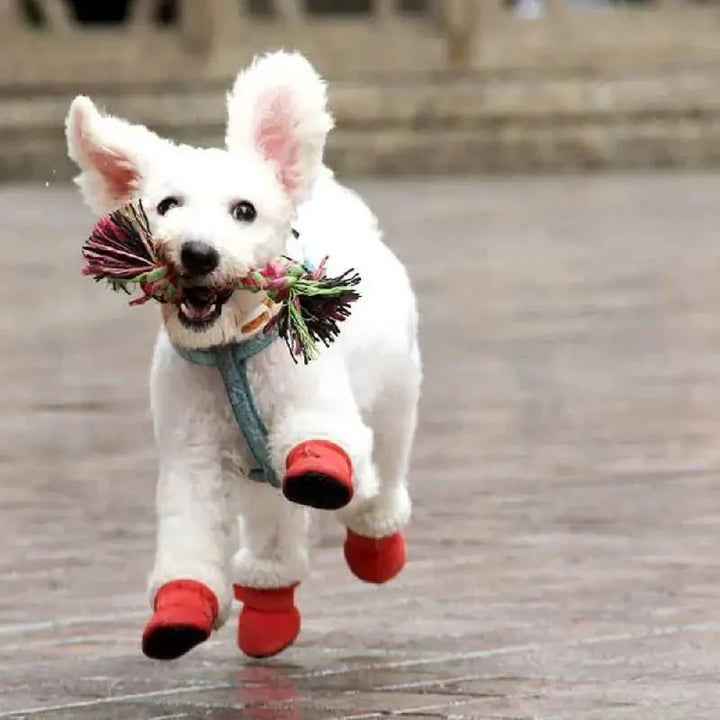 Glad vit hund som springer utomhus med röda hundstövlar