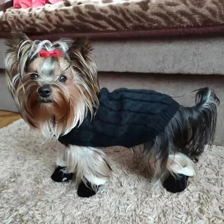 Yorkie-hund inomhus med svarta hundstövlar och tröja