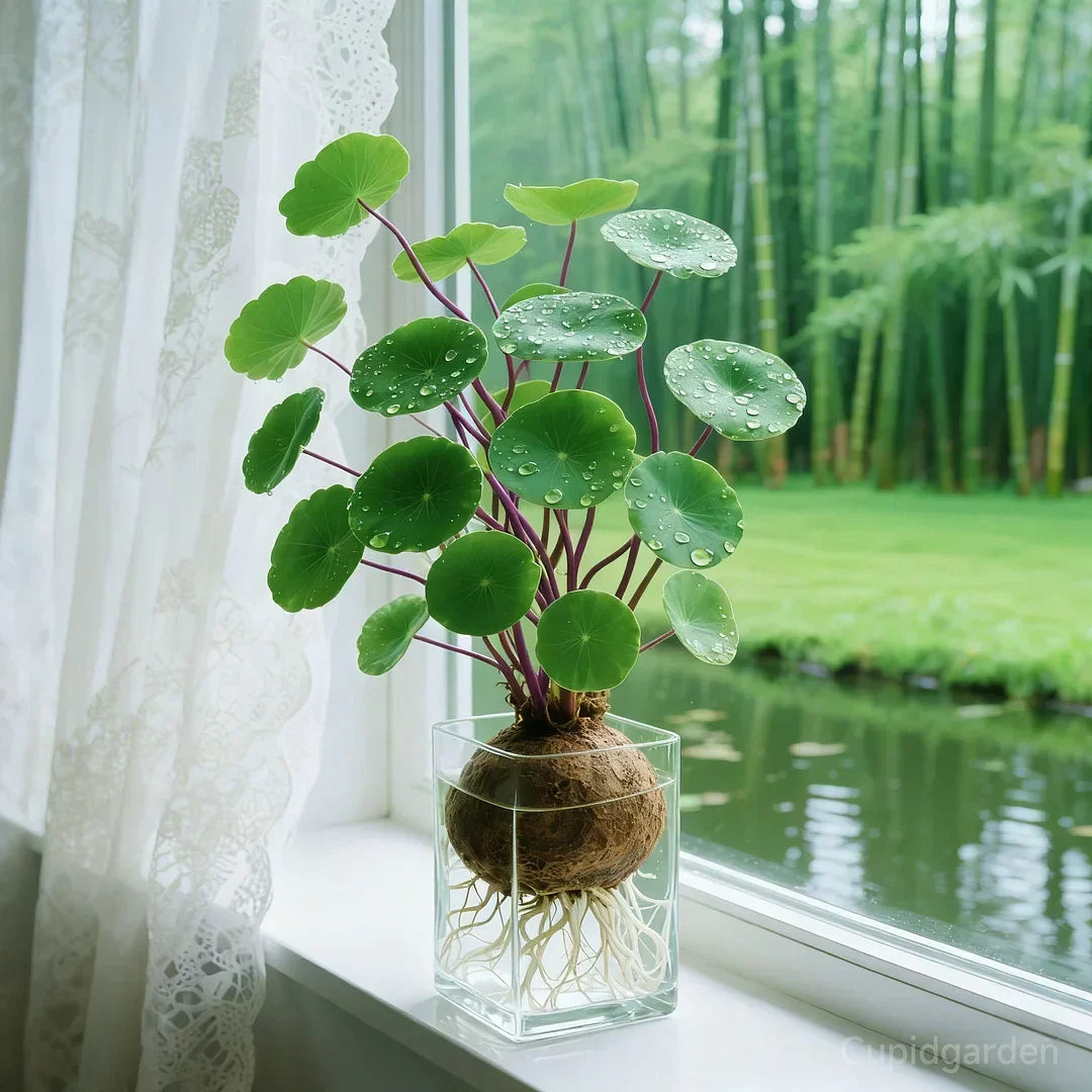 Närbild på Stephania Erecta caudex med spirande gröna blad som visar växtens unika form.