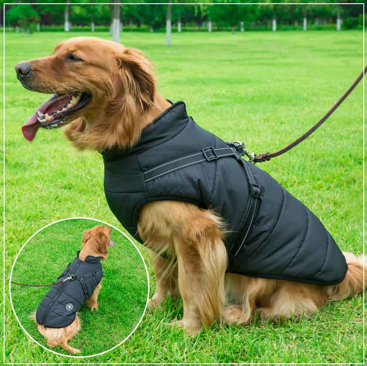 Hund i svart vinterjacka med sele på gräsmatta utomhus