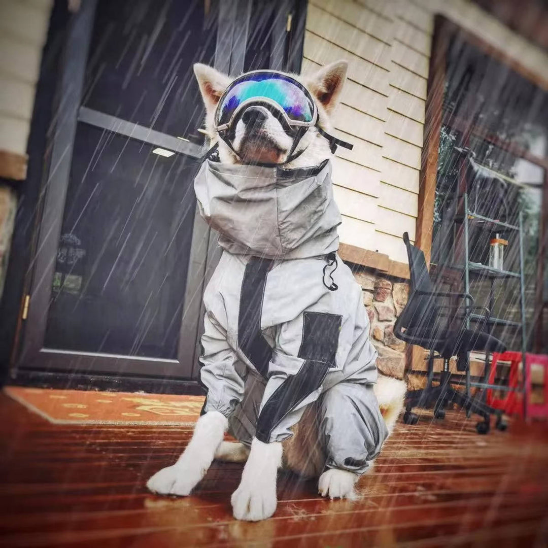 Hund i reflekterande regnjacka med skyddsglasögon utomhus