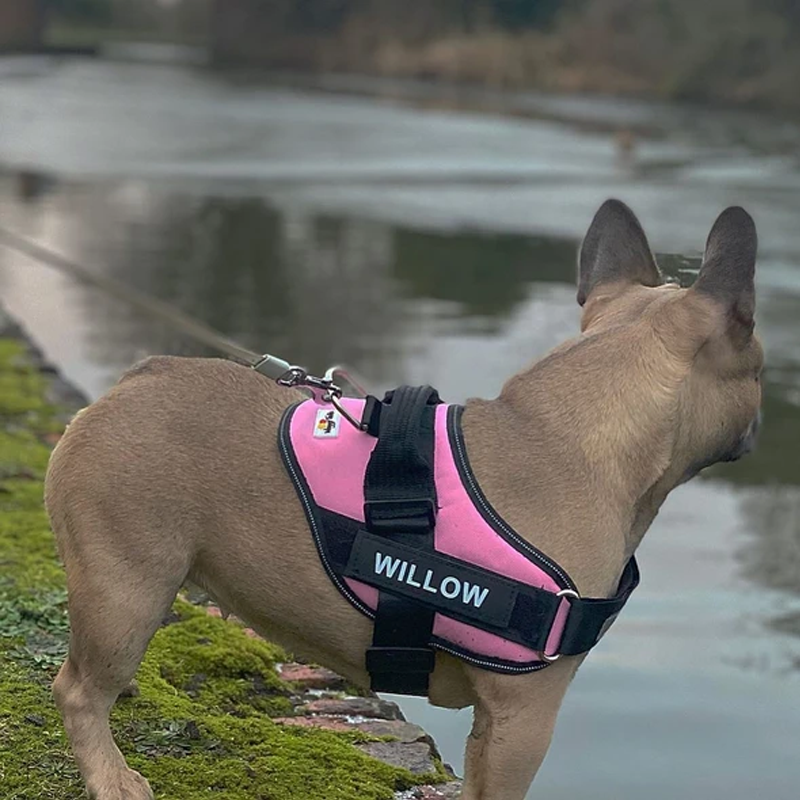 "Dragfri hundsele i reflekterande material, justerbara remmar, robust design, finns i flera färger för säkra promenader."