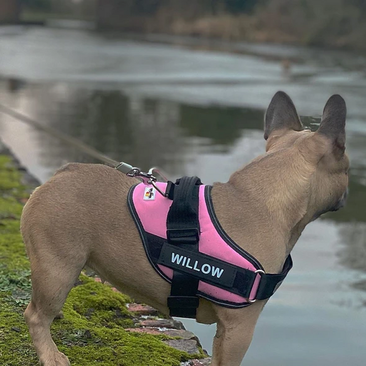 "Dragfri hundsele i reflekterande material, justerbara remmar, robust design, finns i flera färger för säkra promenader."