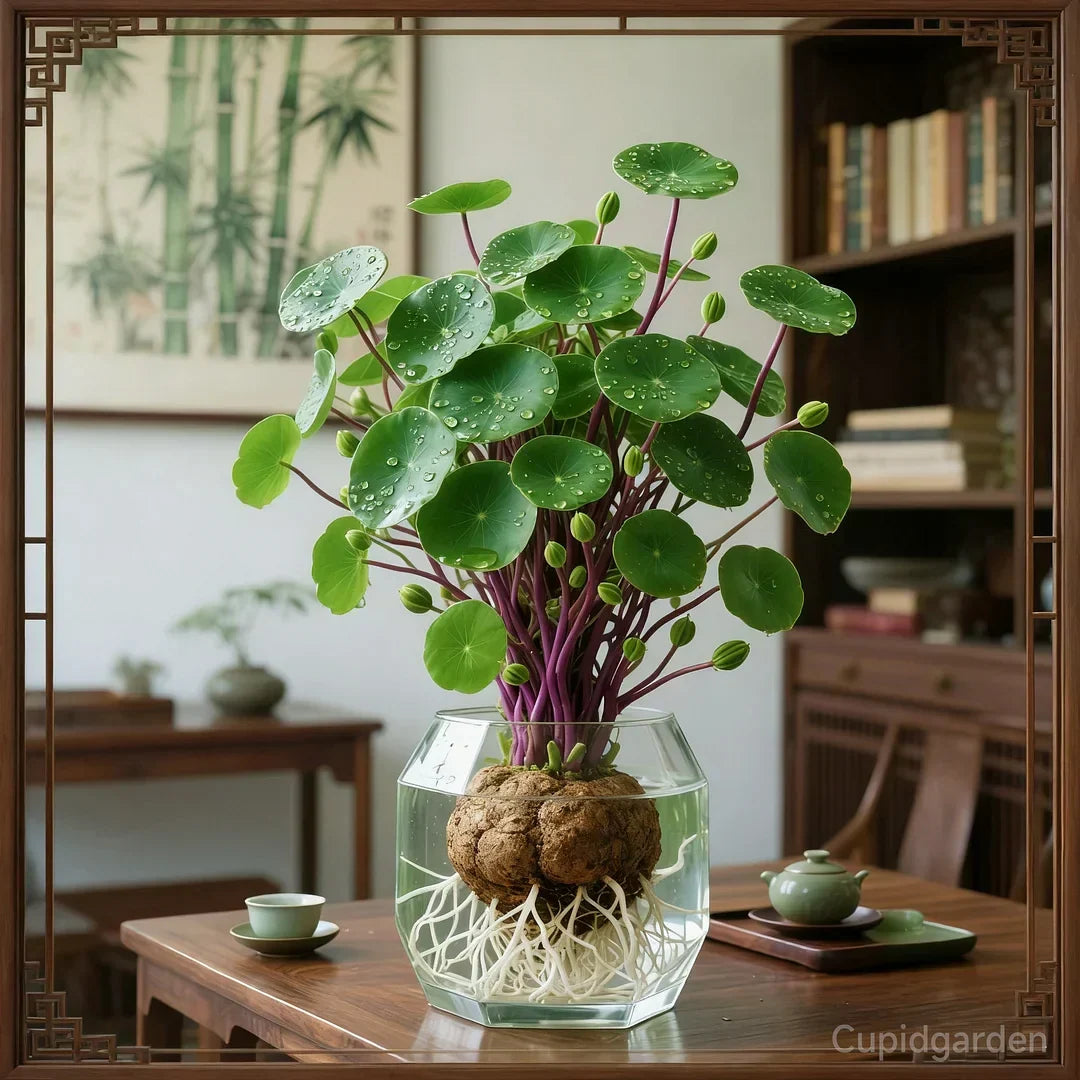 Dekorativ Stephania Erecta bonsai som passar perfekt som inredningsdetalj i hemmet.