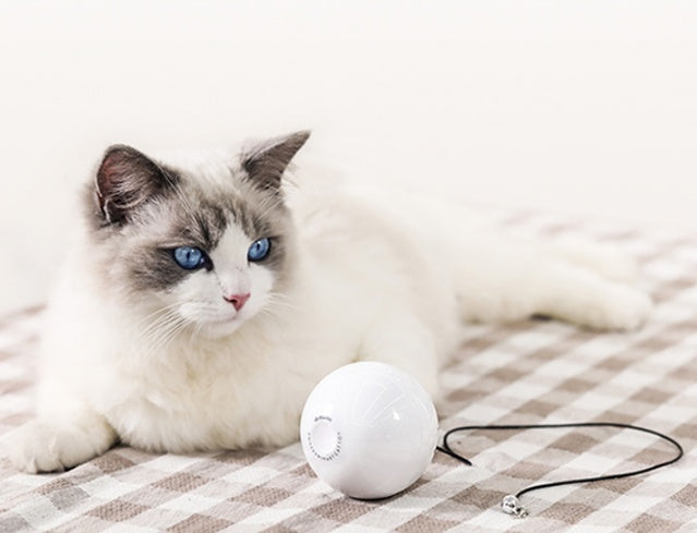 Katt leker med interaktiv, elektrisk laserboll. Stimulerar jakt och självständig aktivering för husdjur.