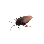 Kackerlackor