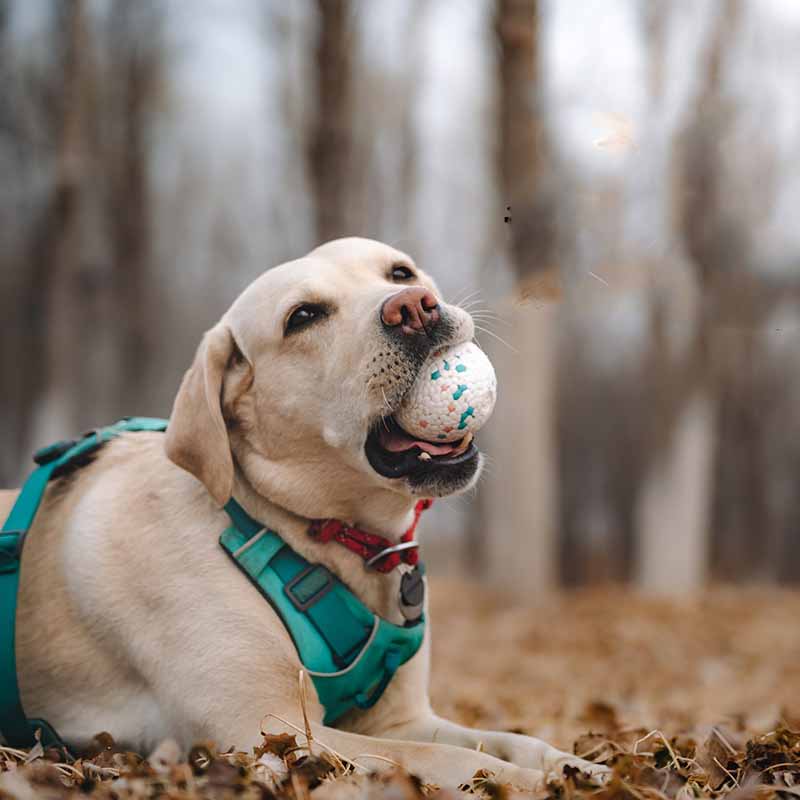Aktiverande ETPU tuggboll, hållbar hundleksak som främjar lek, träning & minskar tristess hos din hund.