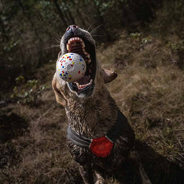 Slitstark ETPU hundboll, utmärkt hundleksak för hundar som älskar att tugga. Idealisk för lek & träning.