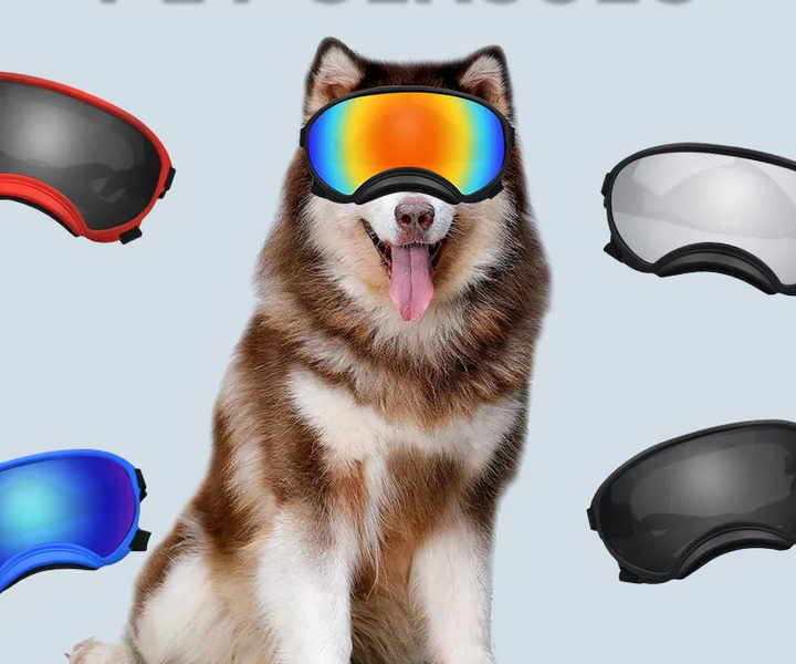 Hund med stiliga skyddsglasögon som erbjuder UV-skydd. Perfekt för utomhusaktiviteter.