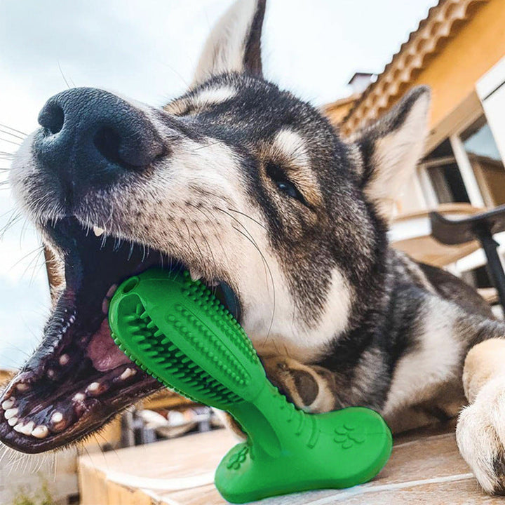 Hundens tuggleksak för tandvård och lek. Gummileksak som rengör tänder och stimulerar hunden.