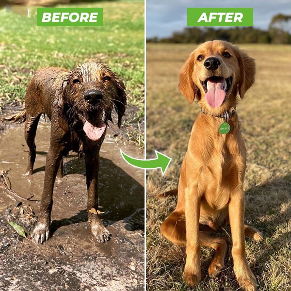 Snabb och enkel hundschampo spray för effektiv pälsvård. Ger din hund en glänsande och fräsch look.