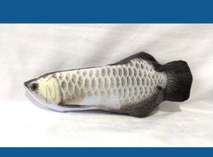 En glad katt som njuter av att leka med sin nya interaktiva fjäderfisk kattleksak med kattmynta.
