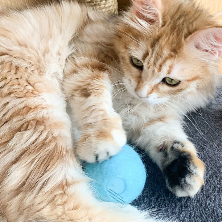 "Kattleksaksboll med ljud och kattmynta, färgglad design i Fluffy-material, stimulerar kattens lek och aktivitet"