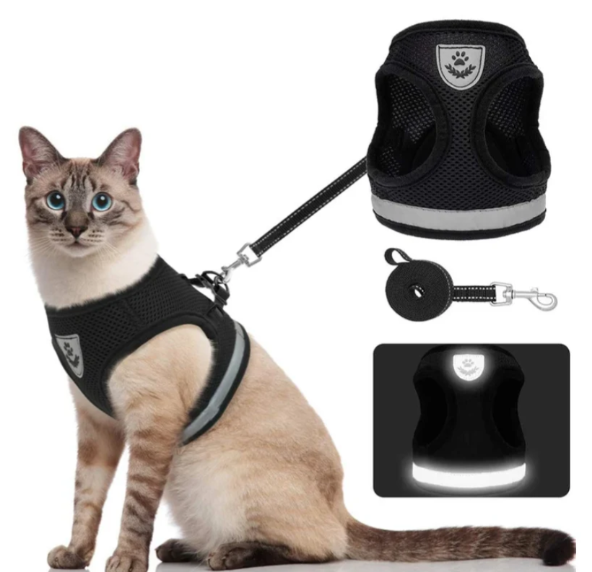 Detaljbild av robust kattsele med matchande koppel. Essentiell husdjursutrustning för trygga promenader.