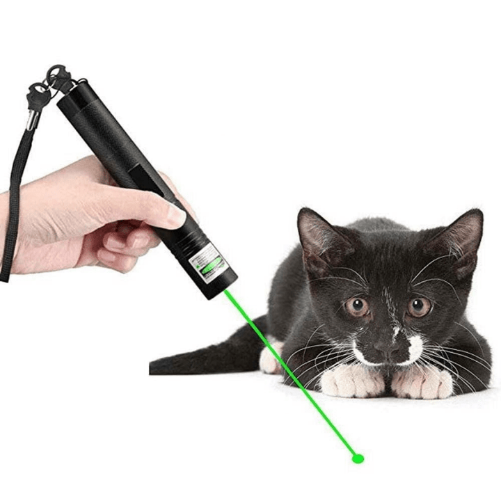 Svart laserpekare som används interaktivt med katt