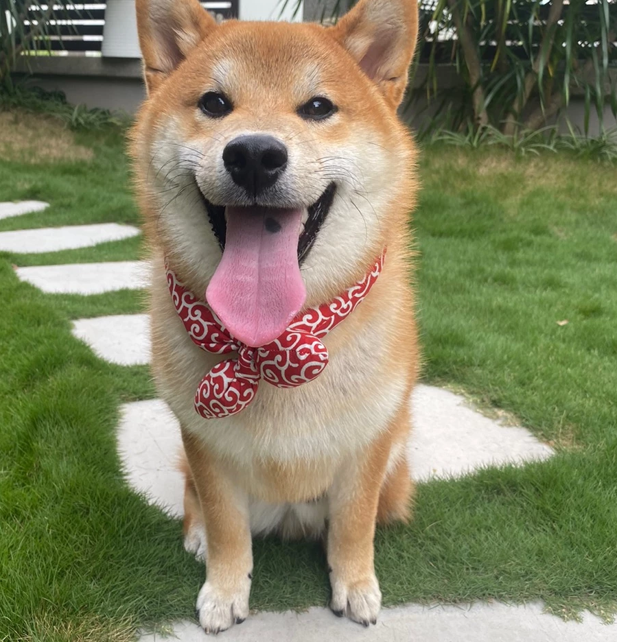 Kylande hundhalsduk för sommar. Ger svalka och komfort till husdjur på varma dagar.
