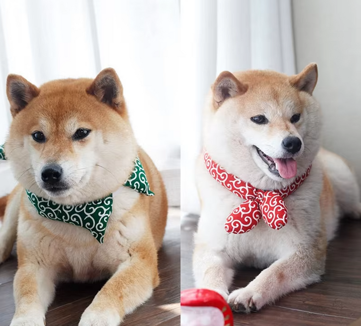 Svalkande hundhalsduk mot värmeslag. Ett bekvämt hundtillbehör för sommarhunden.