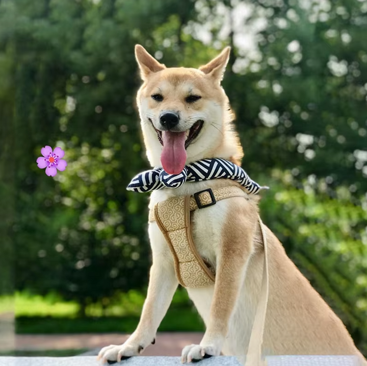 Stilren kylande hundhalsduk med mönster. Perfekt för sommarhundens hundmode.
