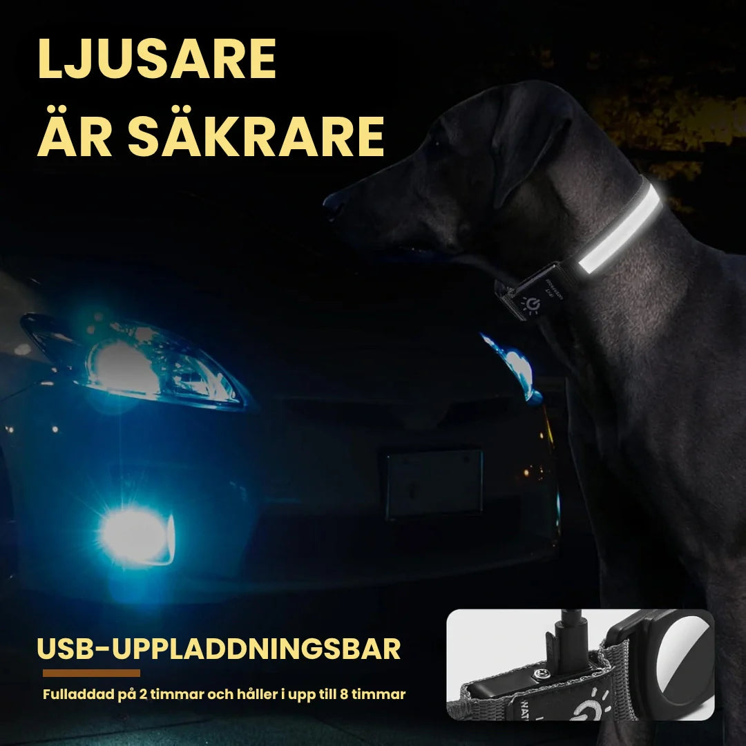 Säkerhetshalsband för hund med LED-ljus och AirTag-ficka, viktigt för synlighet vid skymning och natt.