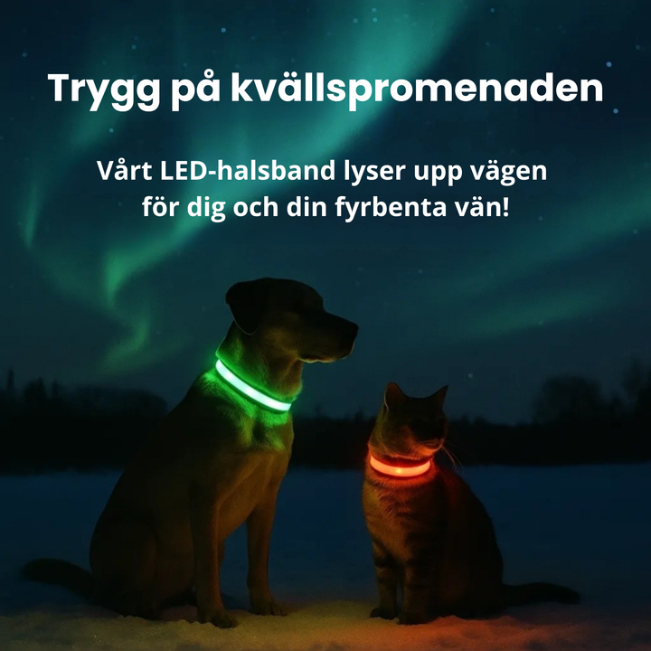Lysande LED-halsband, USB-laddat. Förbättrar hund- och kattens synlighet markant under nattpromenader.